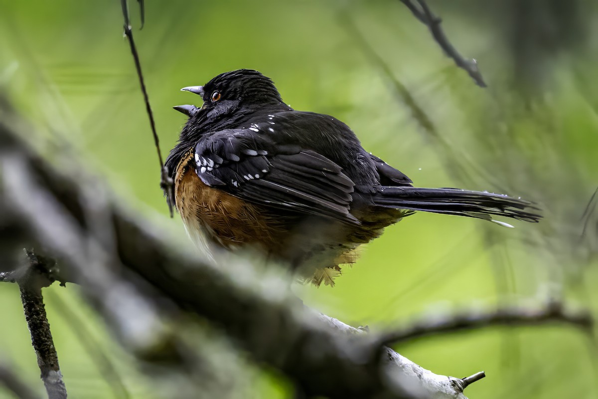 Spotted Towhee - ML644875392