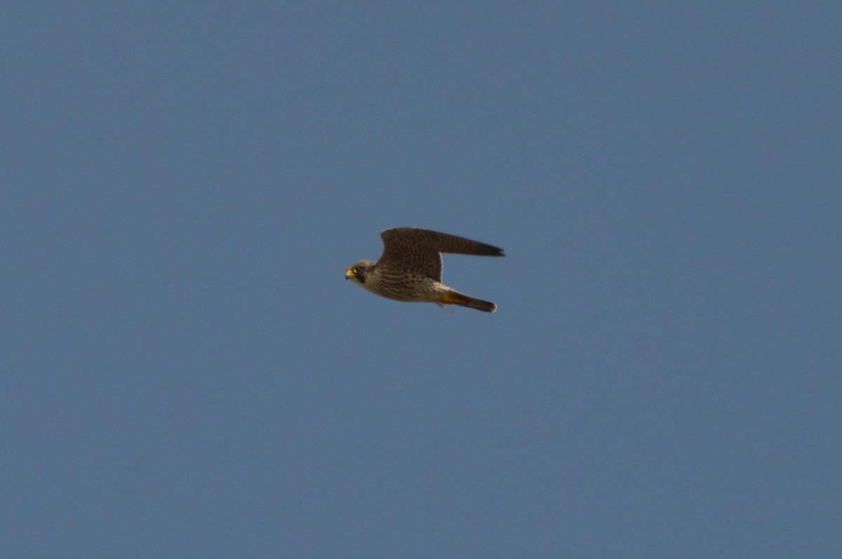 Peregrine Falcon - ML644875397