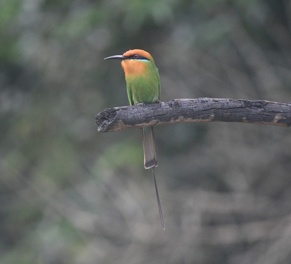Böhm's Bee-eater - ML644875400
