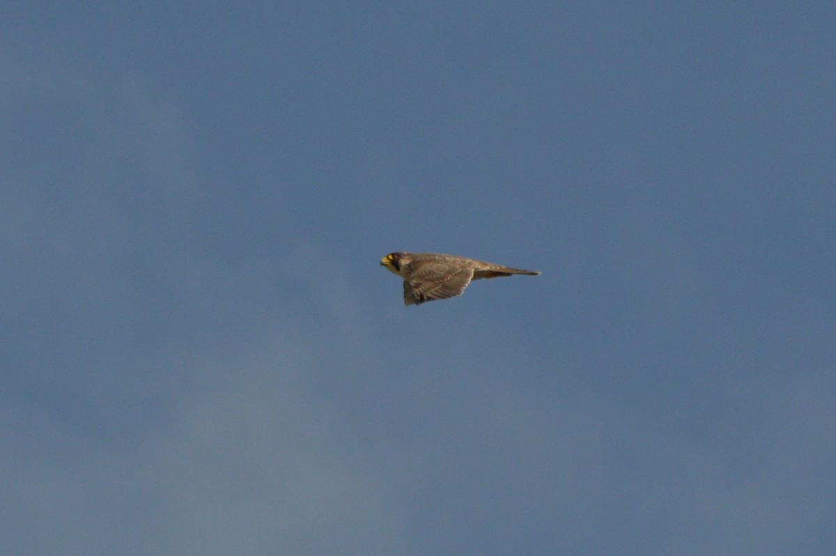 Peregrine Falcon - ML644875411