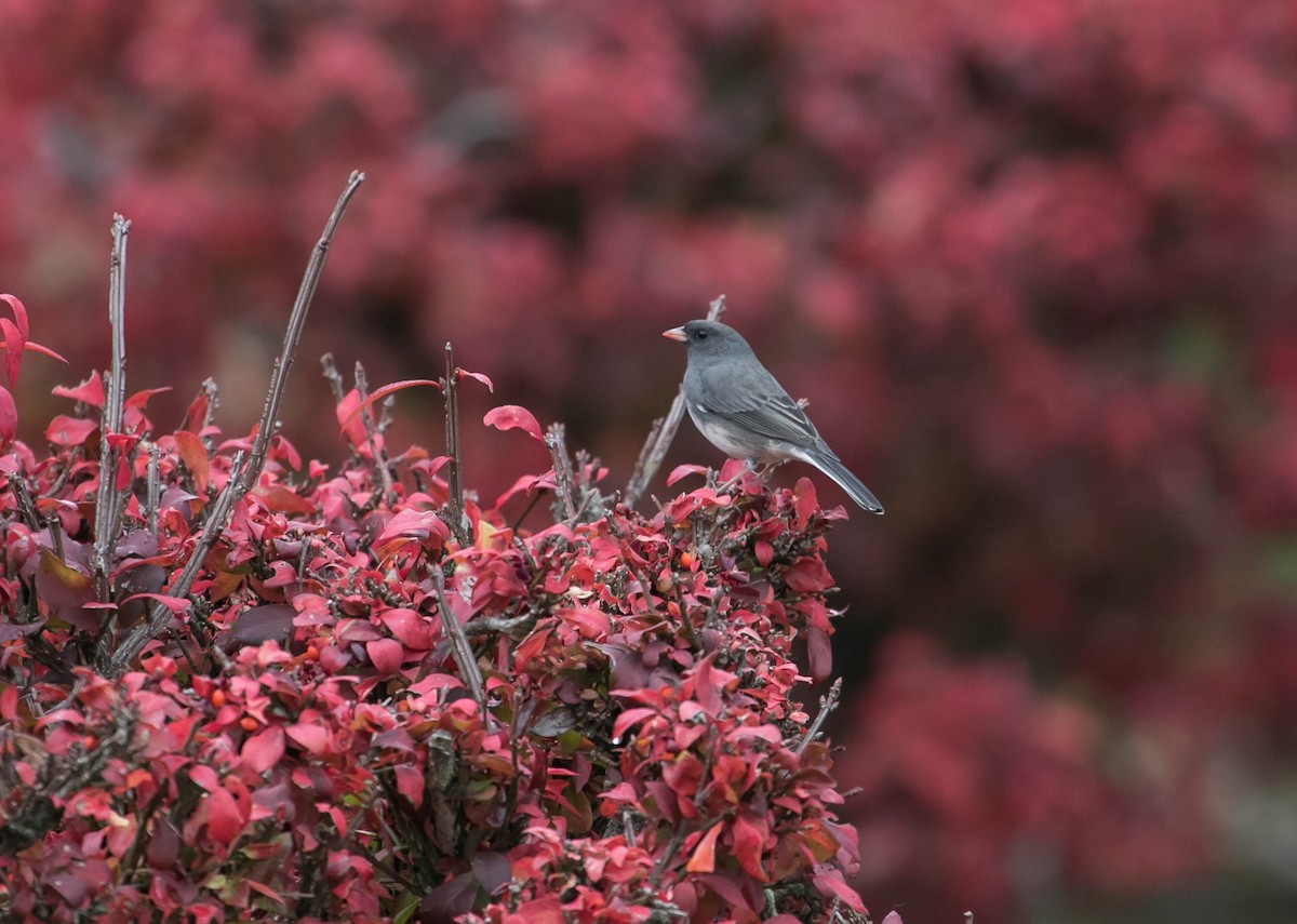 Dark-eyed Junco (Slate-colored) - ML644875413
