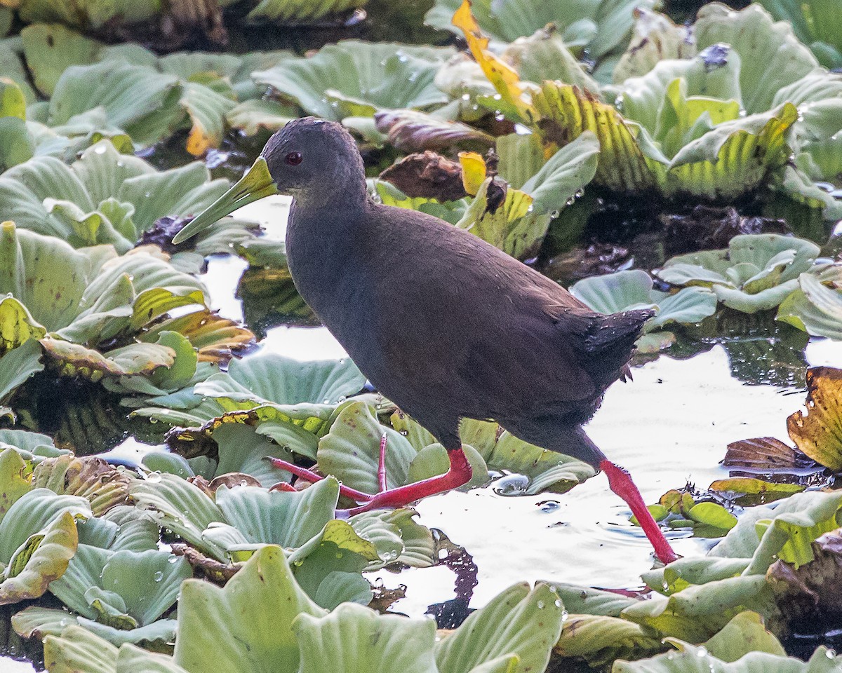 Râle noirâtre - ML644875416