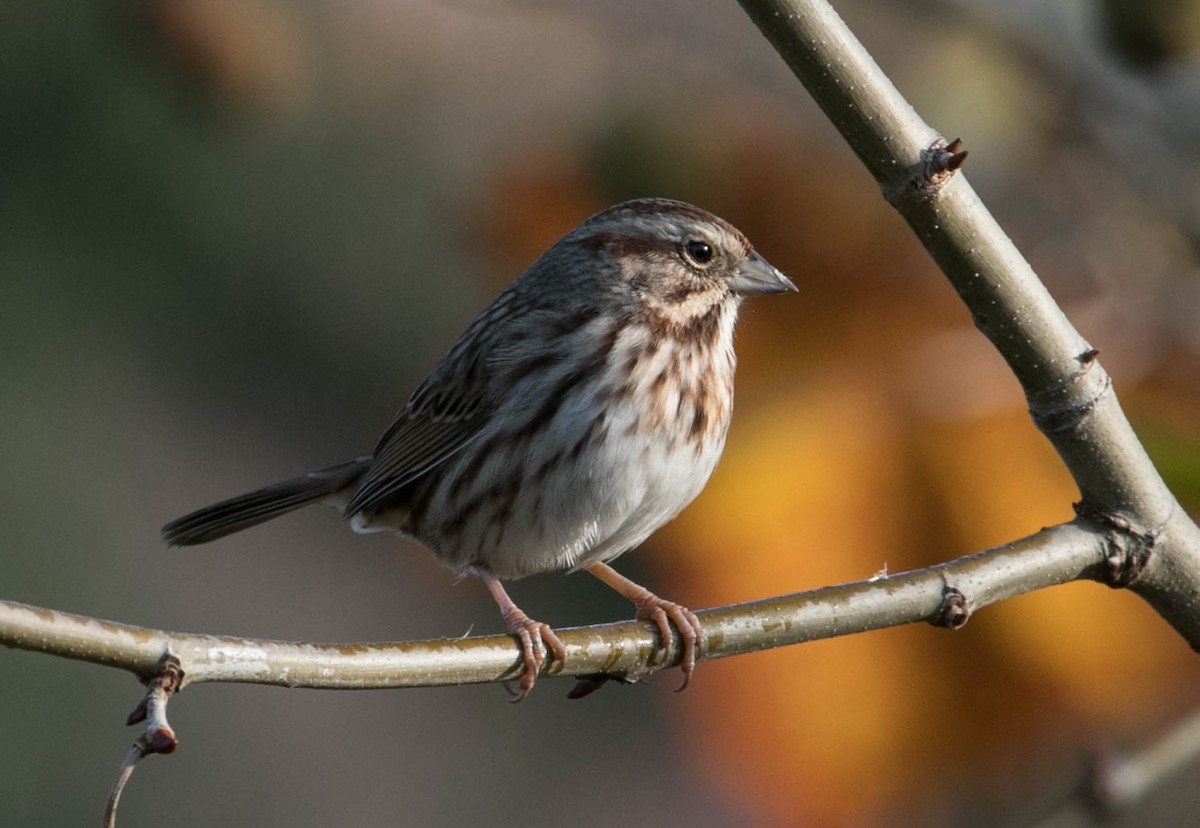 Song Sparrow - ML644875425