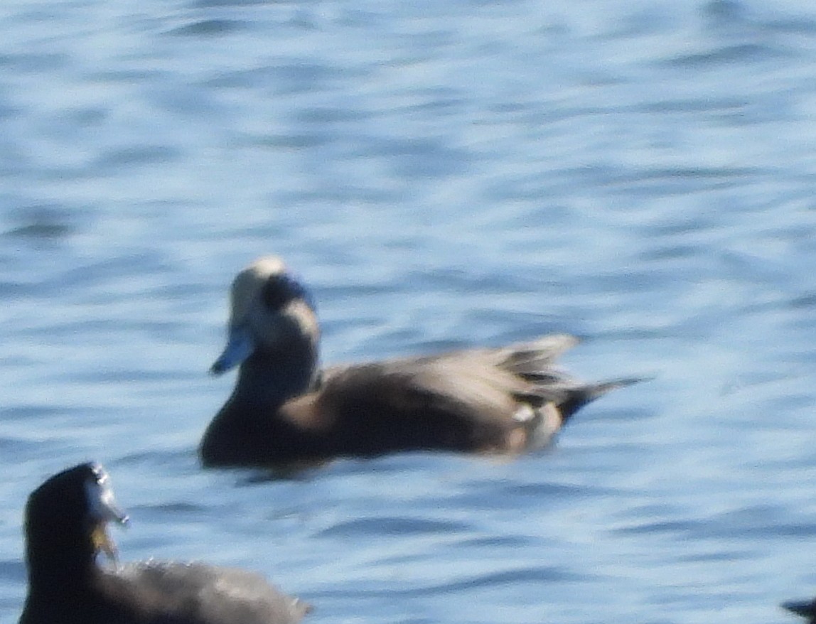 American Wigeon - ML644875435