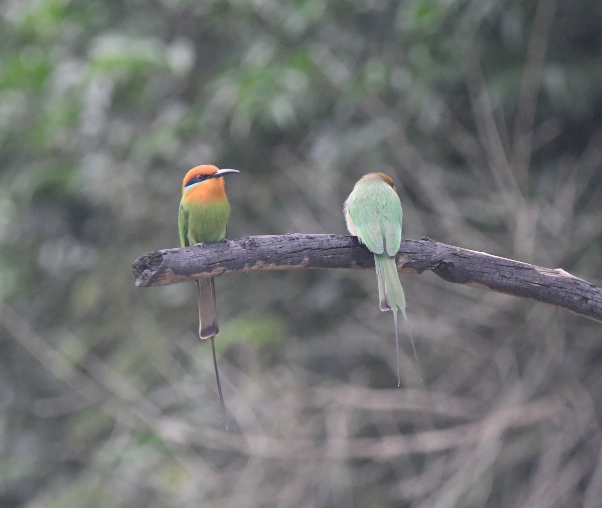 Böhm's Bee-eater - ML644875437