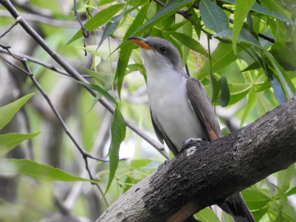 Желтоклювая пиайя - ML644875446