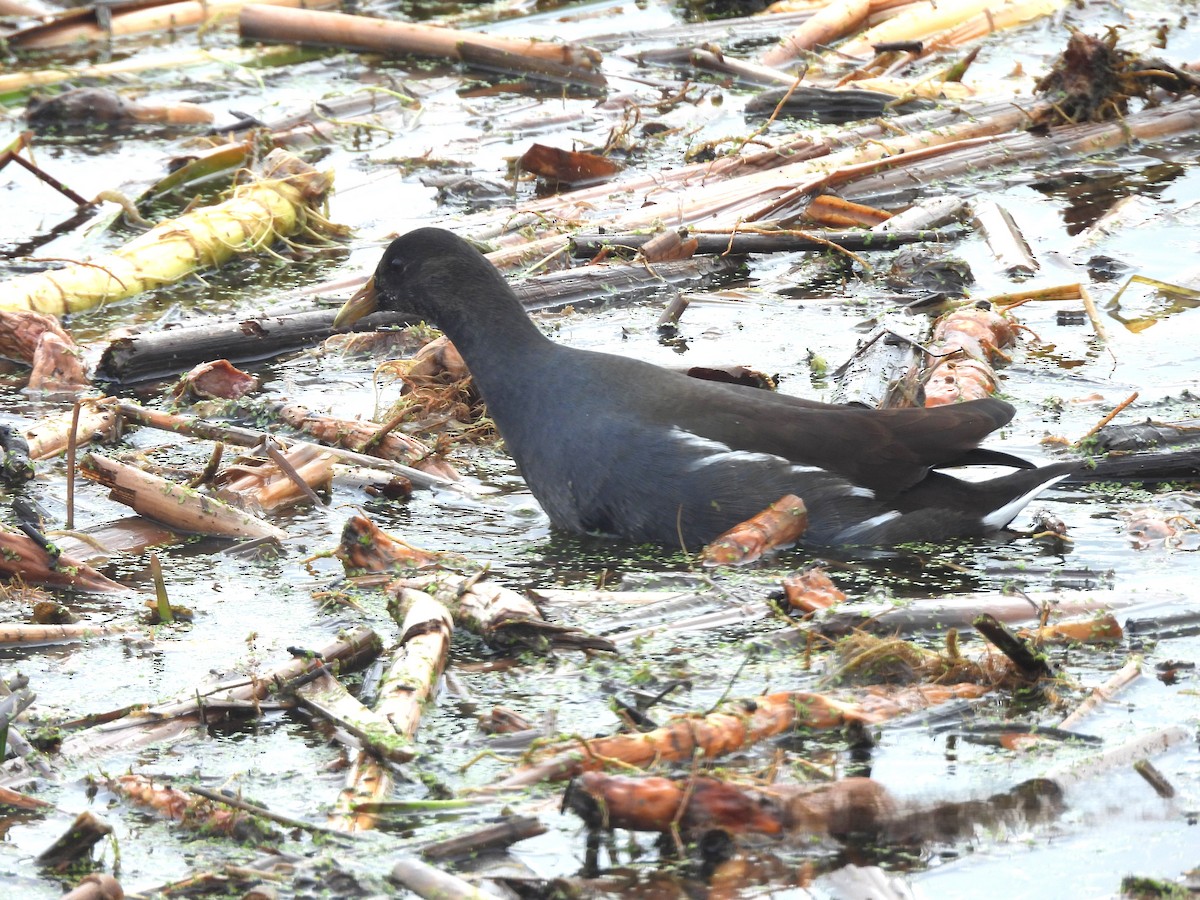 Common Gallinule - ML644875451