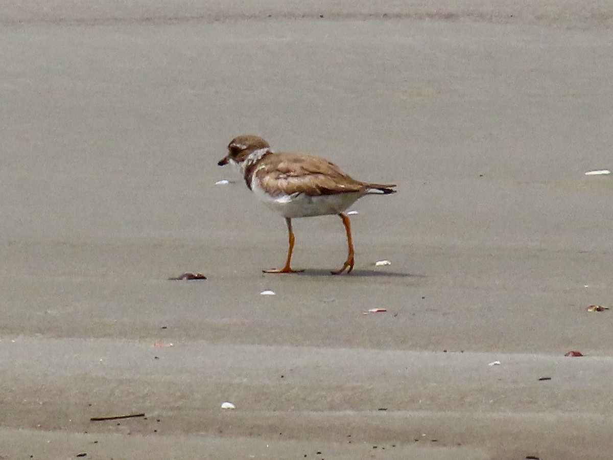 Semipalmated Plover - ML644875453
