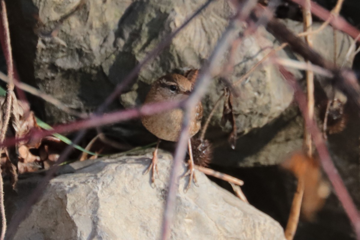 Winter Wren - ML644875462