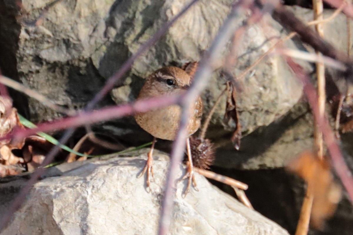 Winter Wren - ML644875463