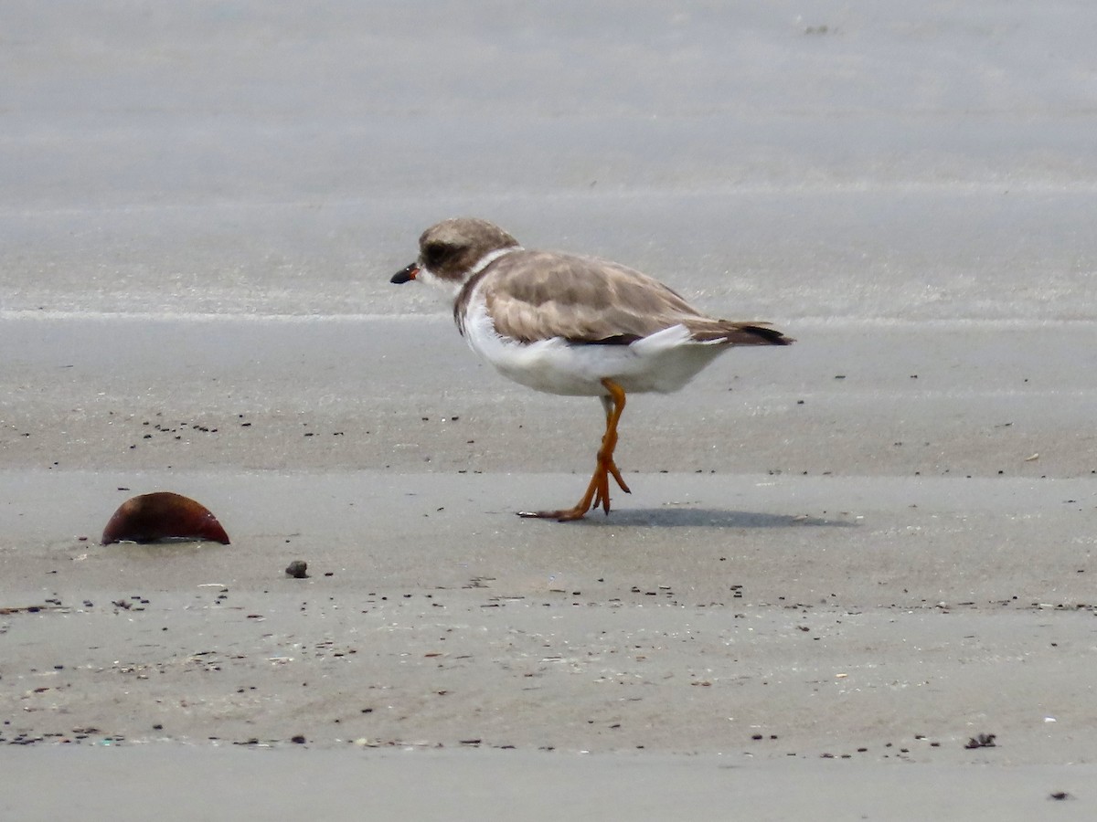 Semipalmated Plover - ML644875468