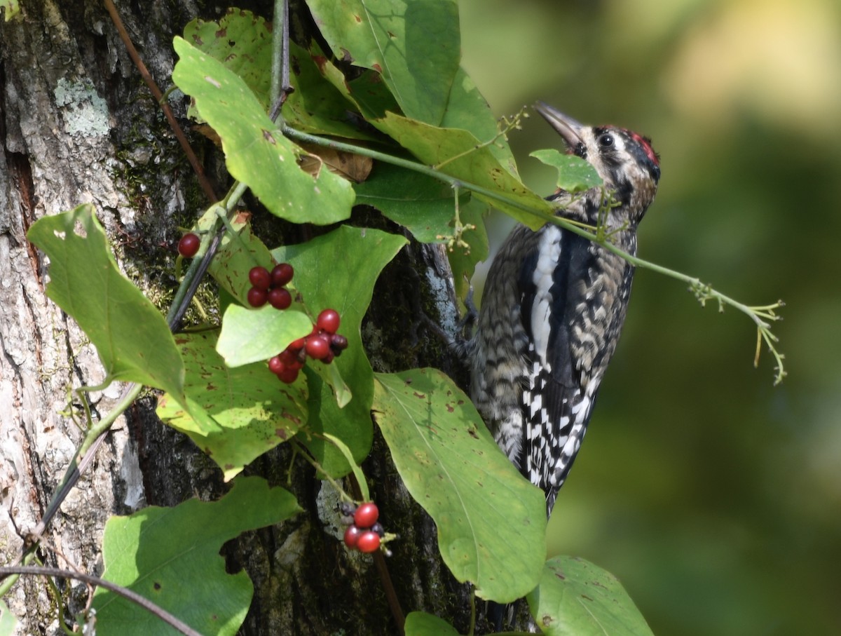 kanadasevjespett - ML644875471