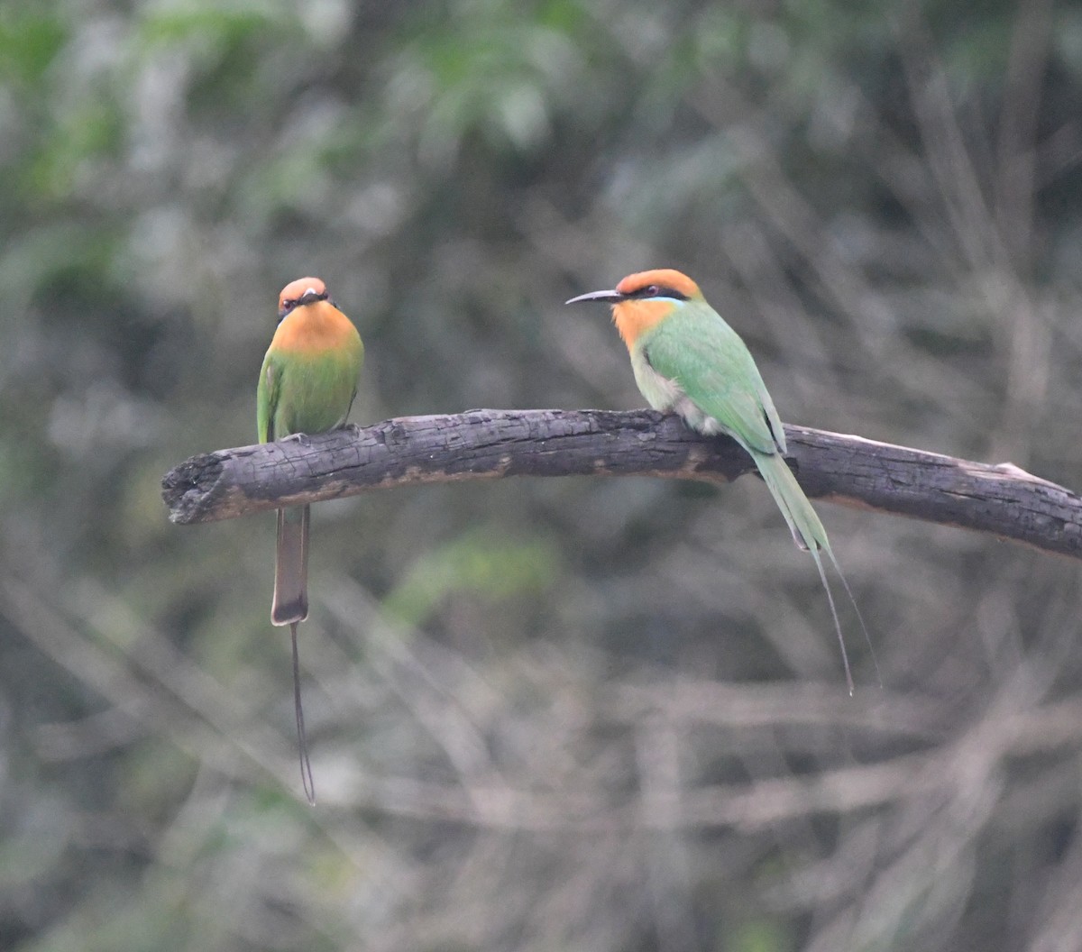 Böhm's Bee-eater - ML644875472