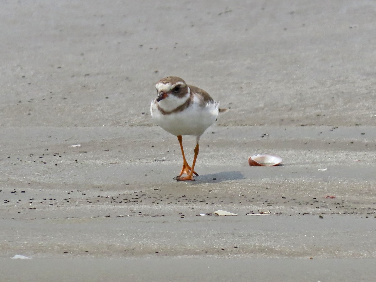 Semipalmated Plover - ML644875474