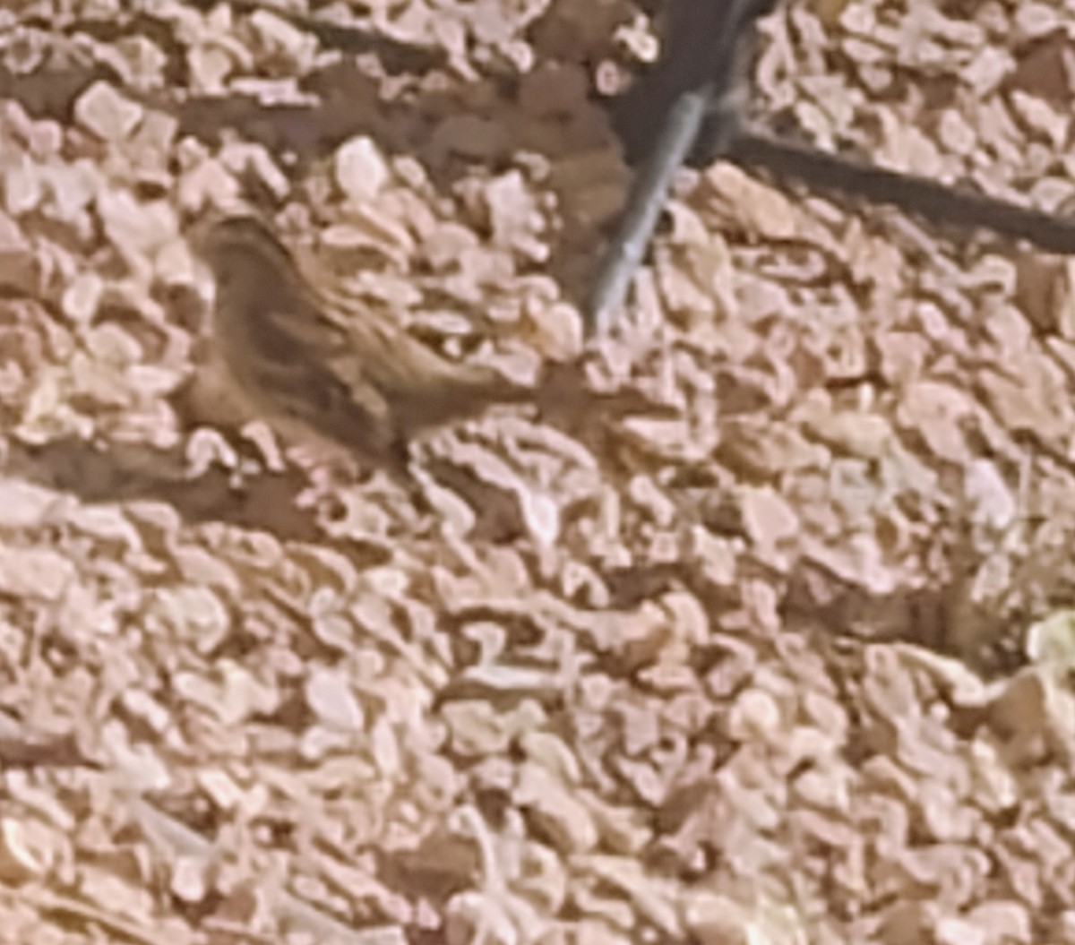 White-throated Sparrow - ML644875478