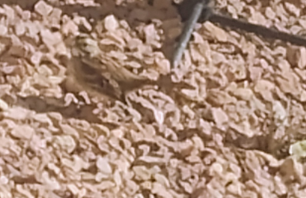 White-throated Sparrow - ML644875479