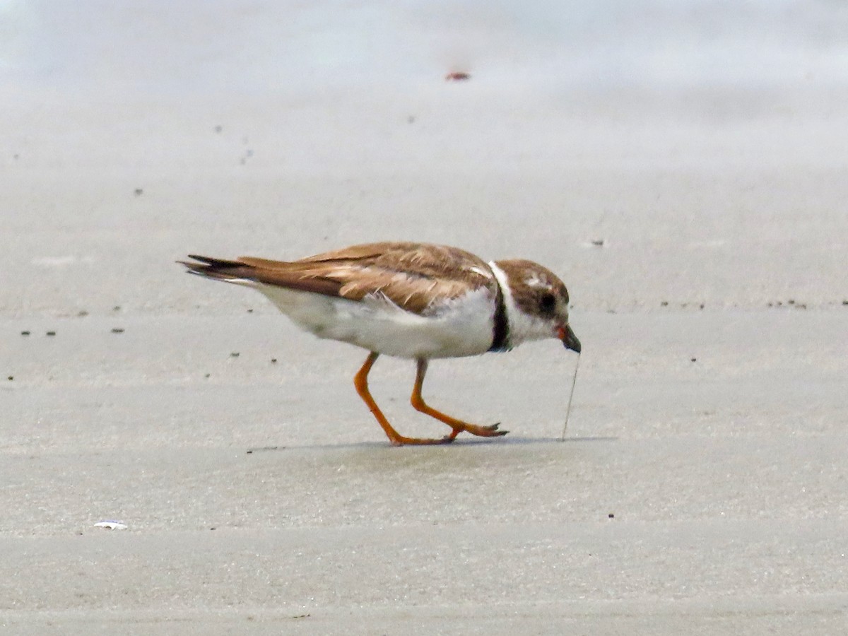 Semipalmated Plover - ML644875480