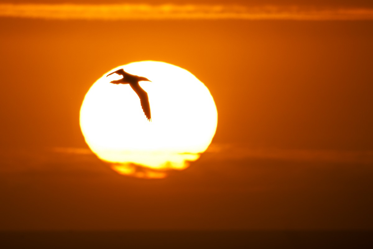 Australasian Gannet - ML644875482