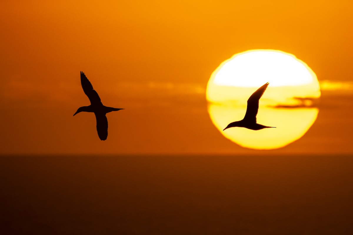 Australasian Gannet - ML644875484