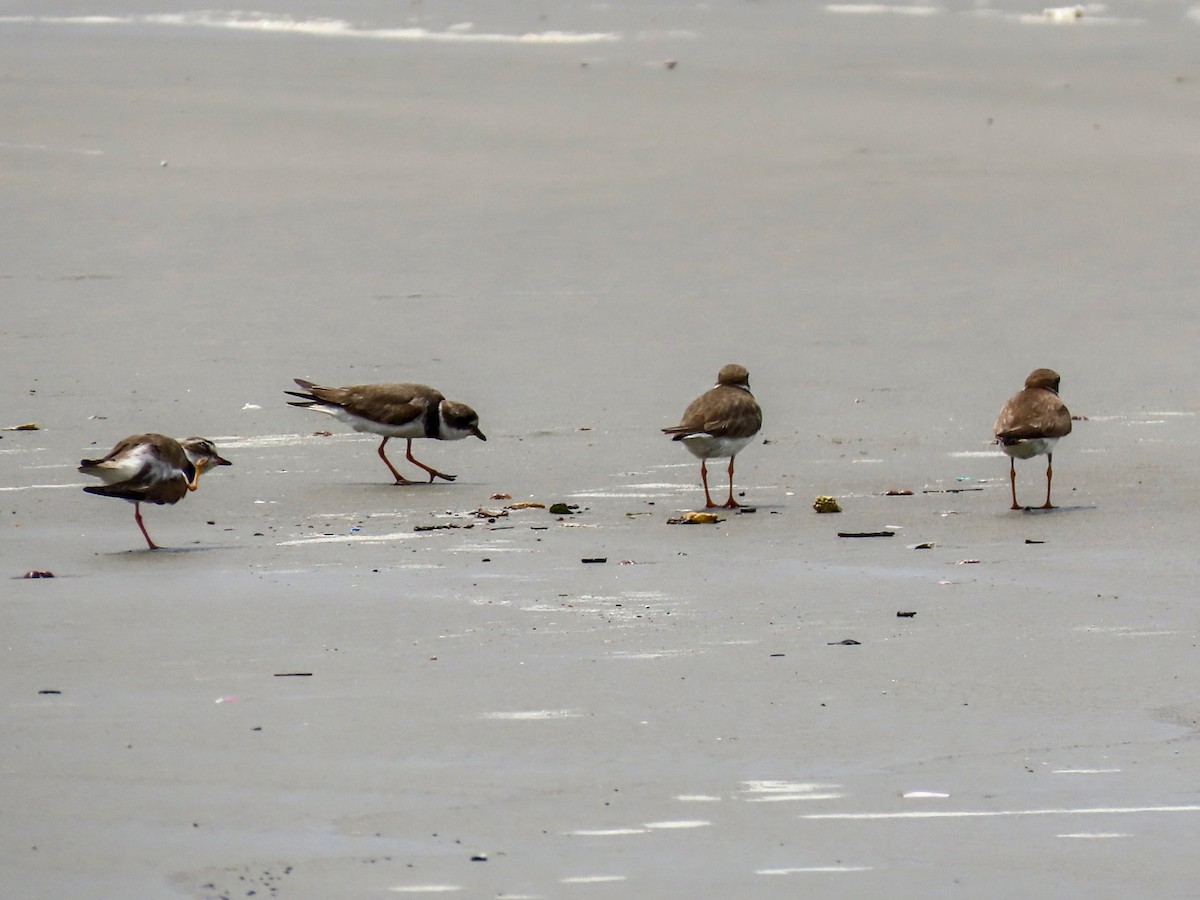 Semipalmated Plover - ML644875491