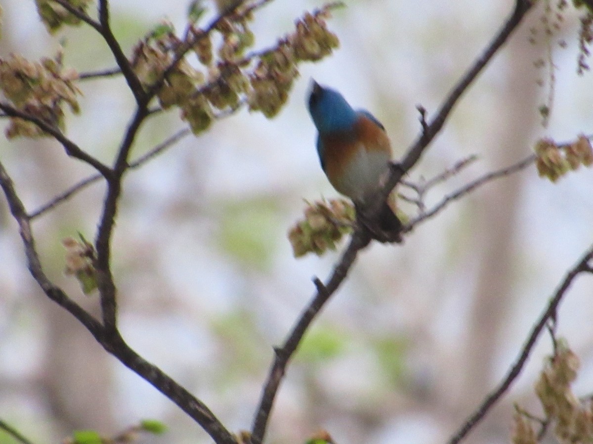 Lazuli Bunting - ML644875493