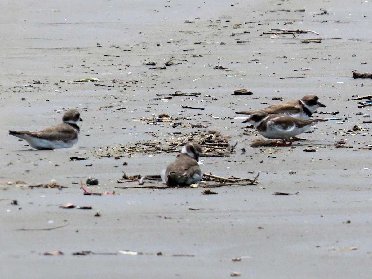 Semipalmated Plover - ML644875497