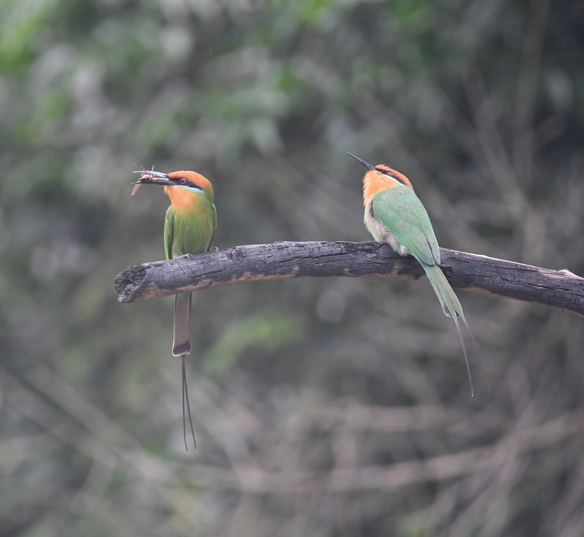 Böhm's Bee-eater - ML644875498