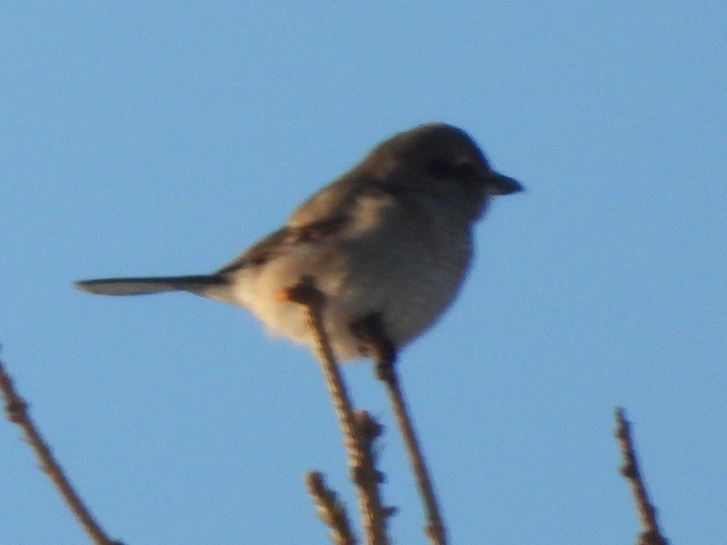 ťuhýk severní - ML644875503