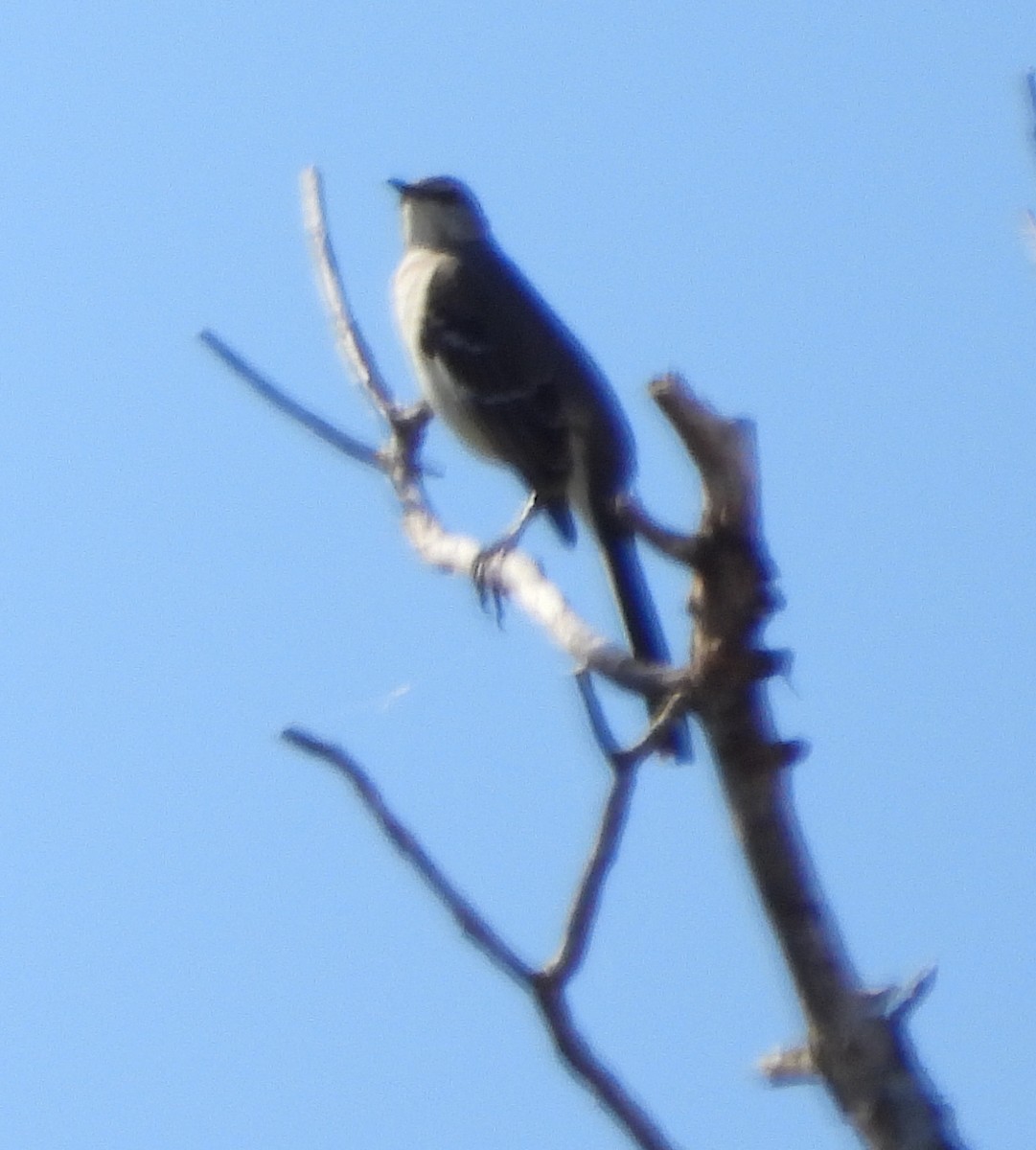 Northern Mockingbird - ML644875506