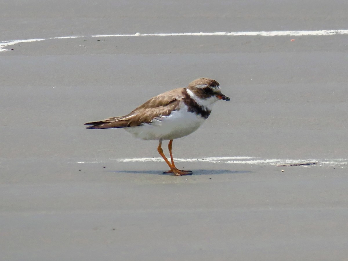 Semipalmated Plover - ML644875507