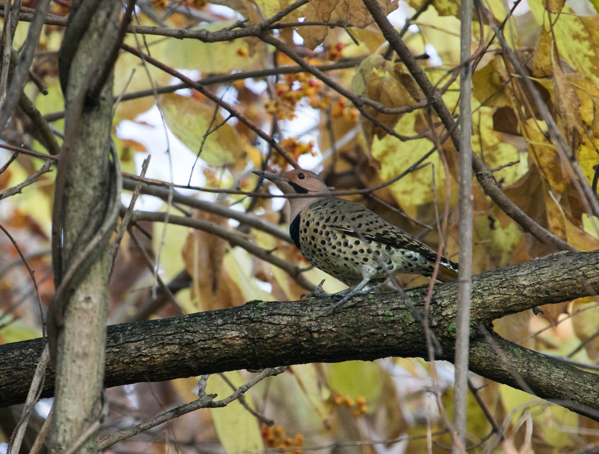 Northern Flicker (Yellow-shafted) - ML644875518