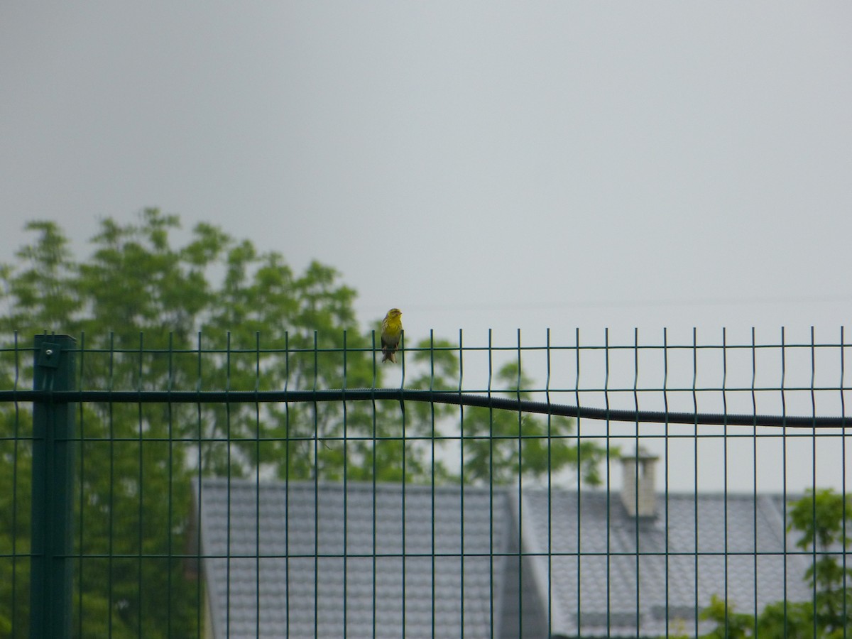בזבוז אירופי - ML644875519