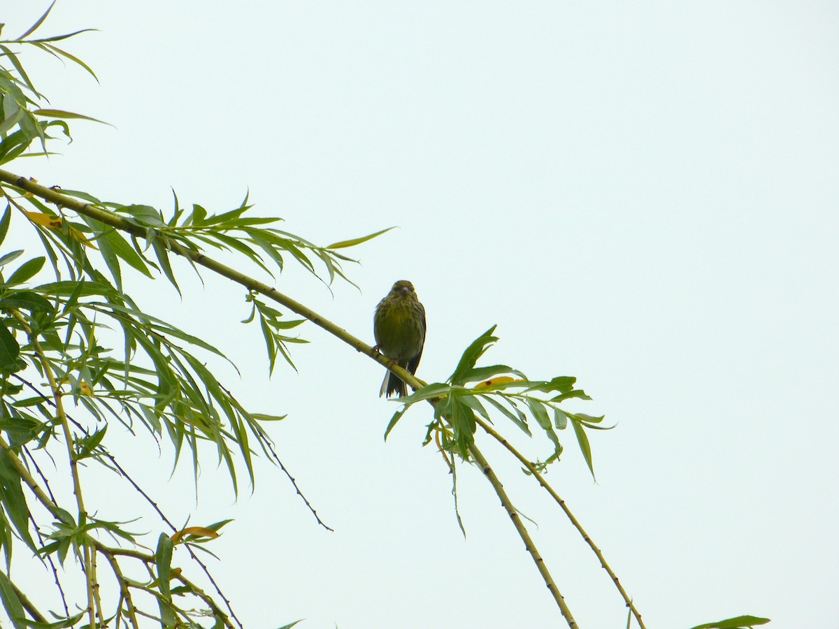 בזבוז אירופי - ML644875521