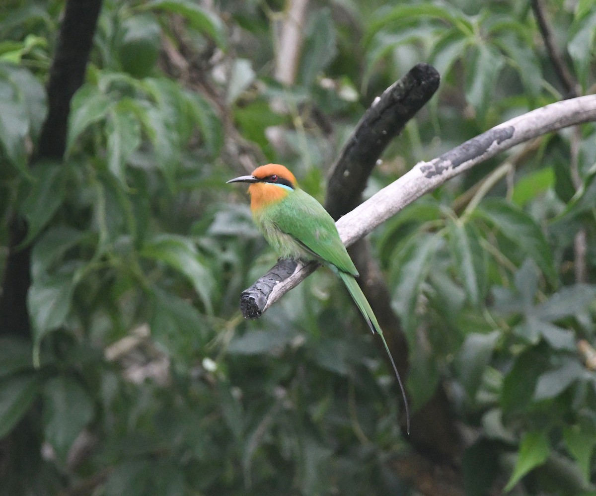 Böhm's Bee-eater - ML644875524