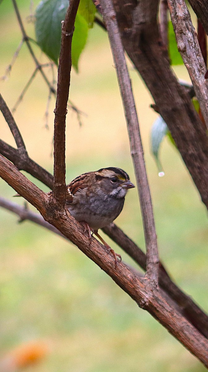White-throated Sparrow - ML644875528