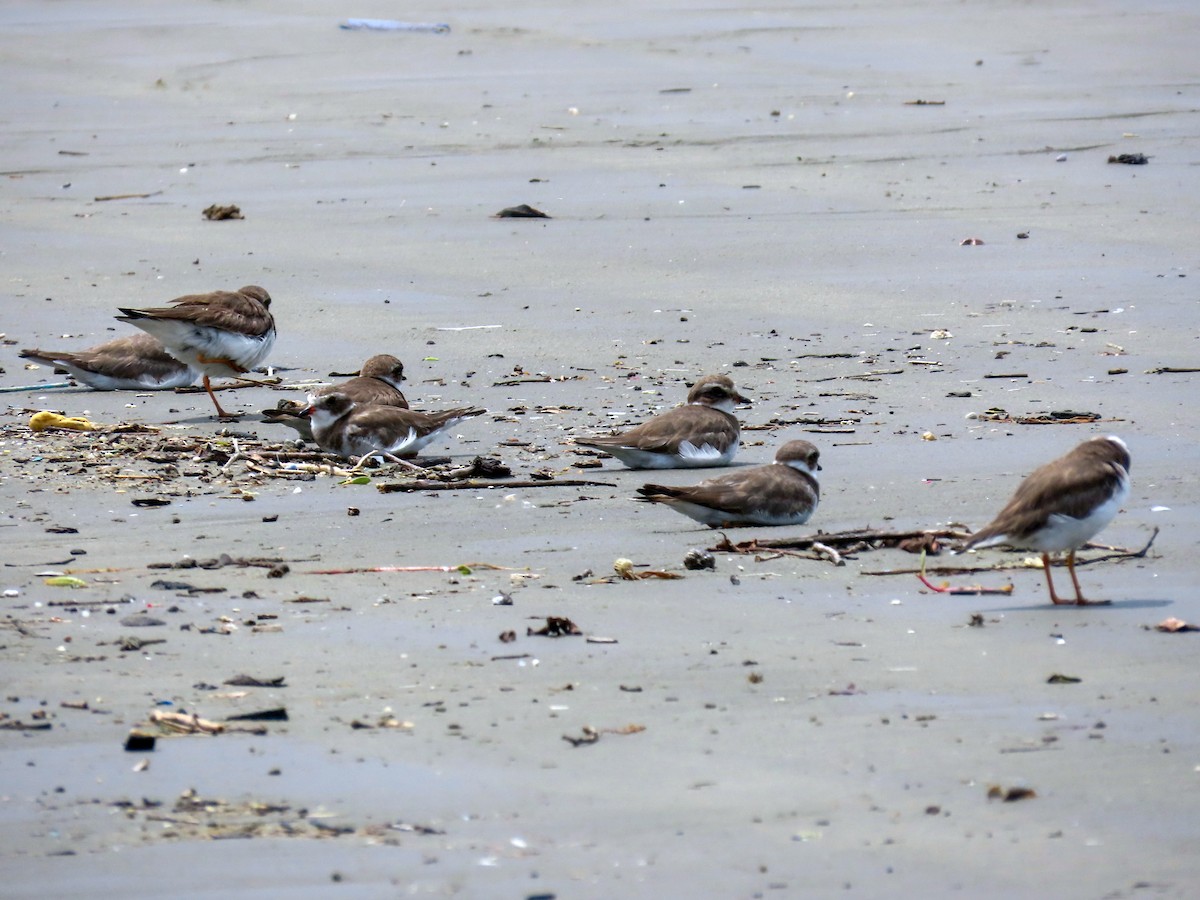 Semipalmated Plover - ML644875531