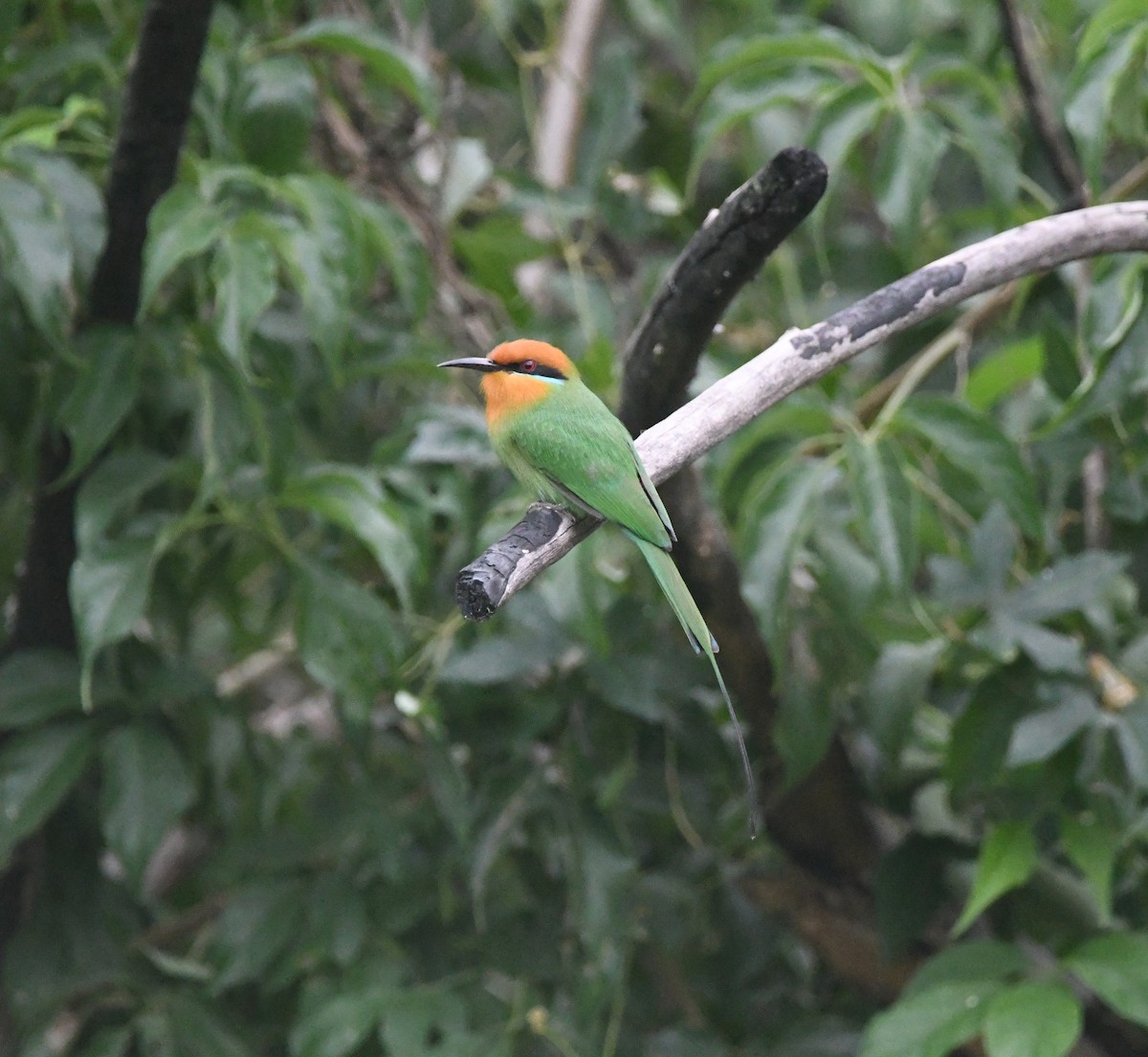 Böhm's Bee-eater - ML644875552