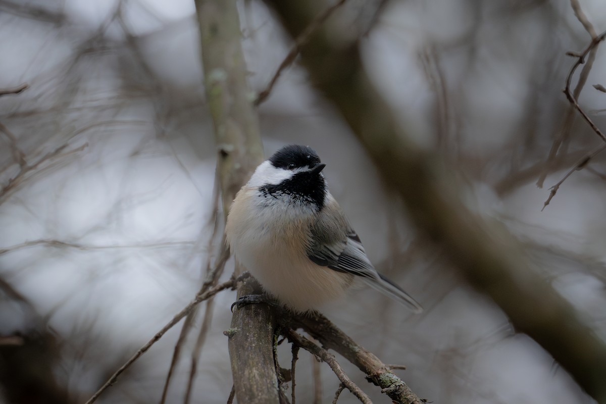 Гаїчка світлокрила - ML644875553