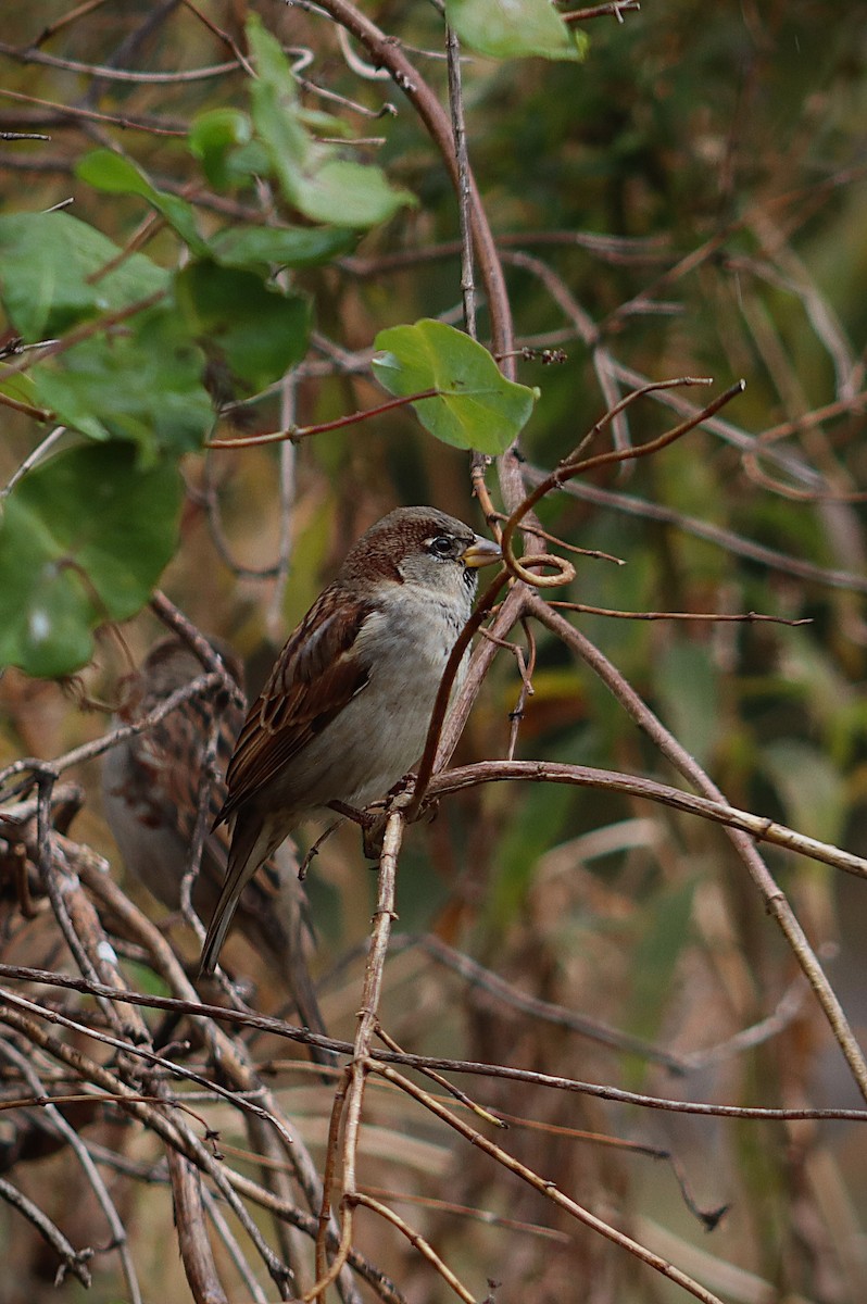 House Sparrow - ML644875555