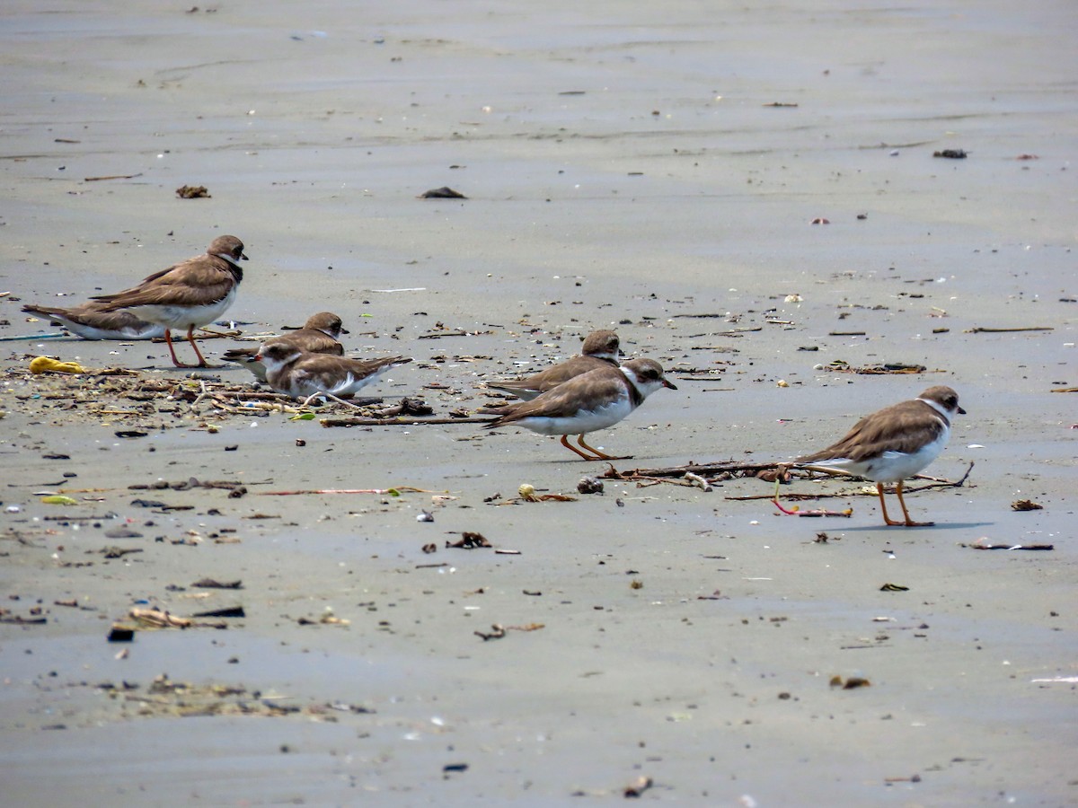 Semipalmated Plover - ML644875565