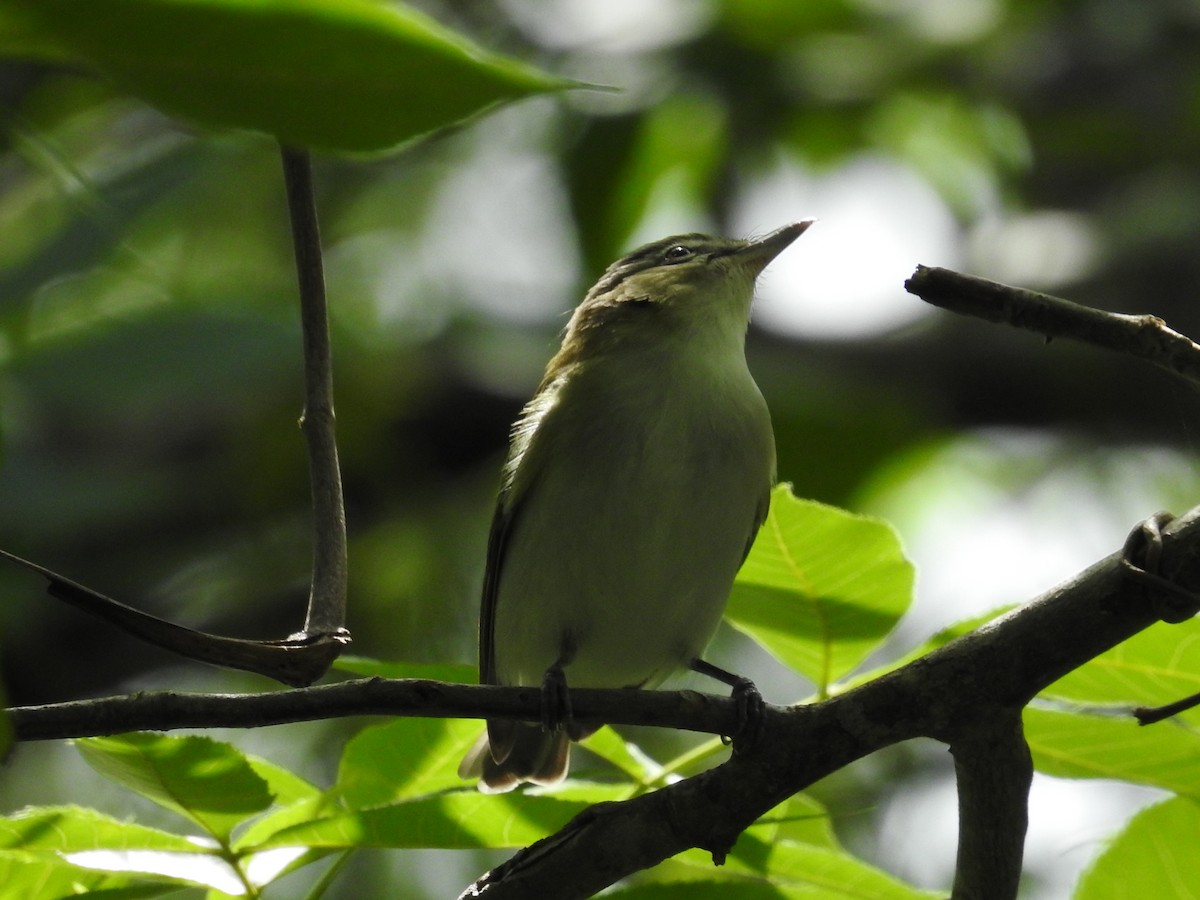 Красноглазый виреон - ML644875571