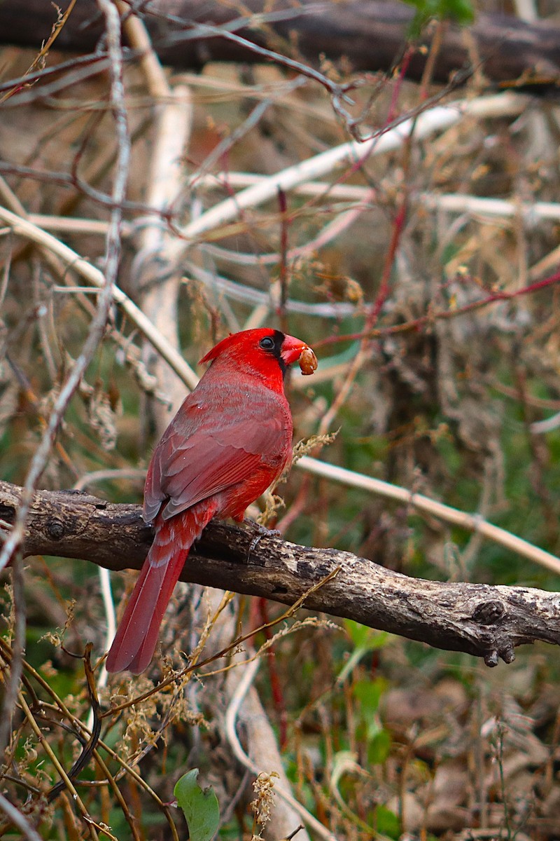 Northern Cardinal - ML644875572