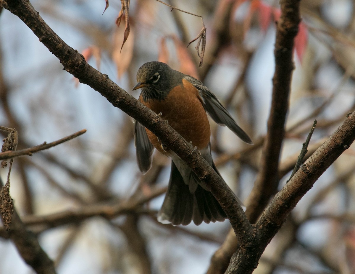 American Robin - ML644875575