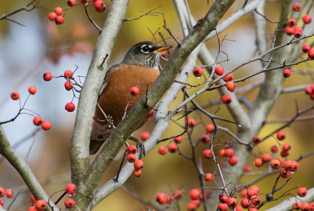 American Robin - ML644875576