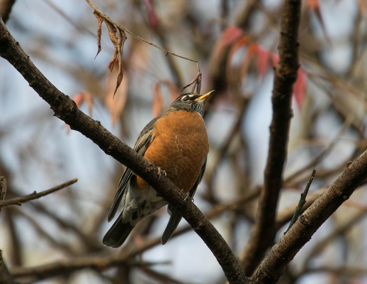 American Robin - ML644875577