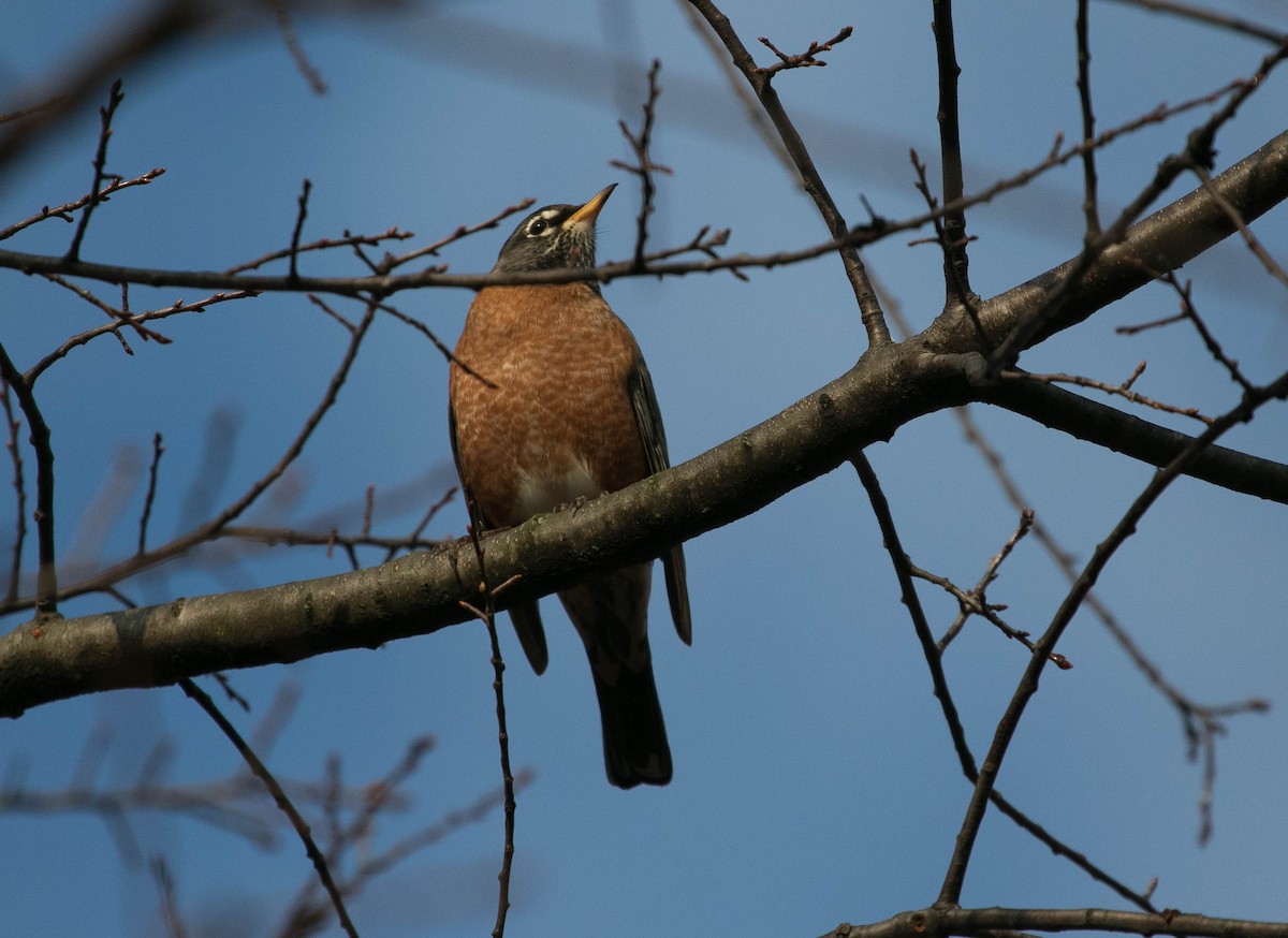American Robin - ML644875578