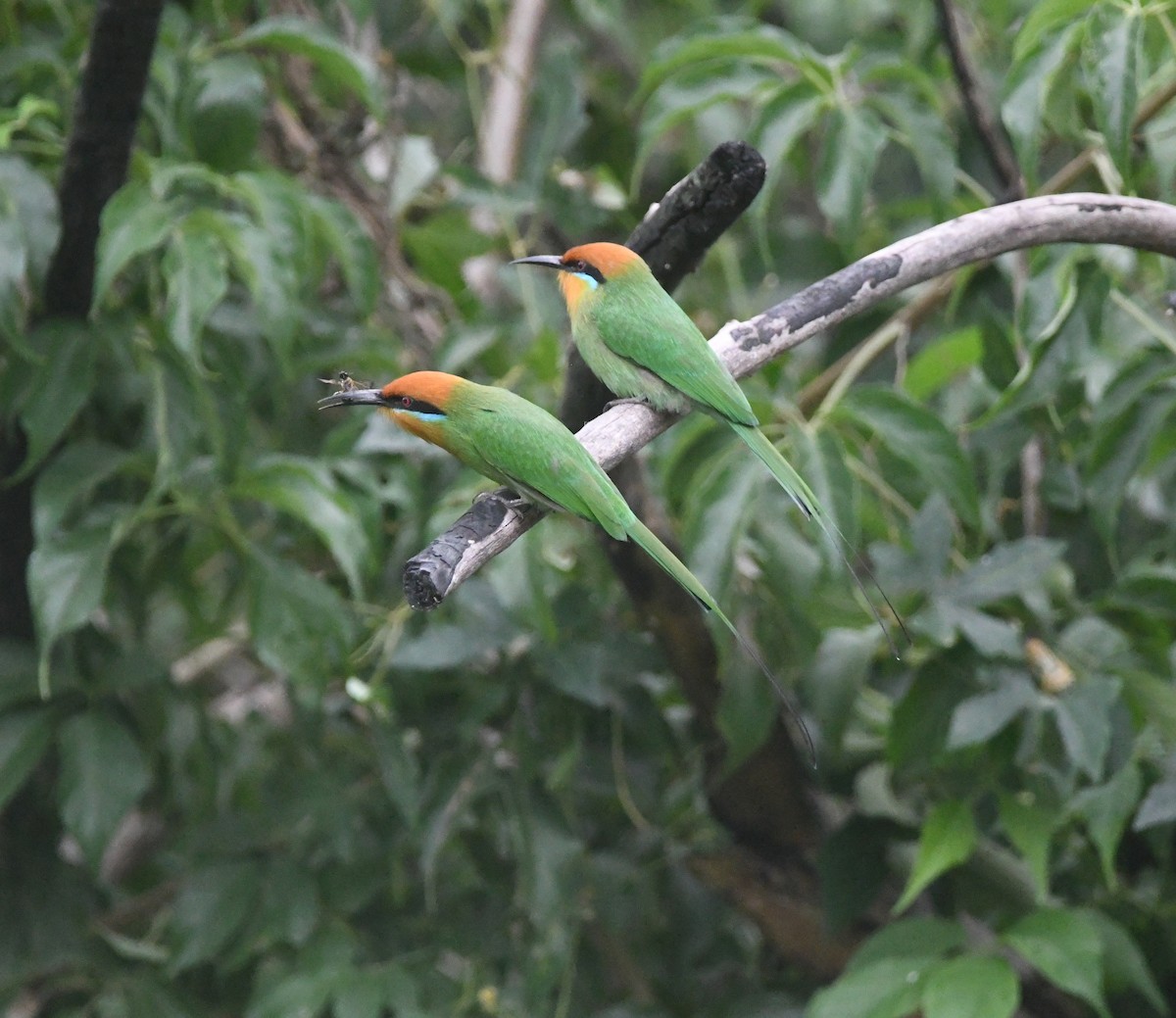 Böhm's Bee-eater - ML644875585