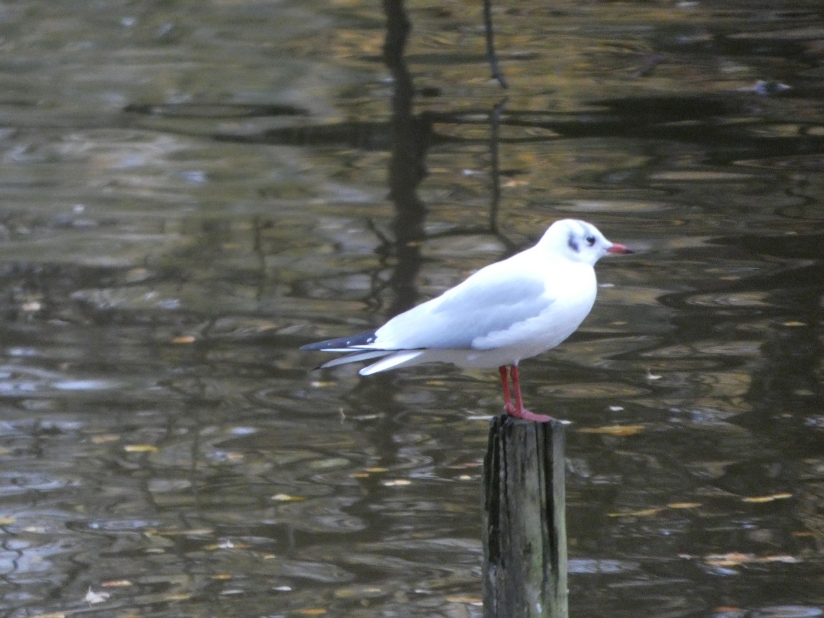Black-headed Gull - ML644875597