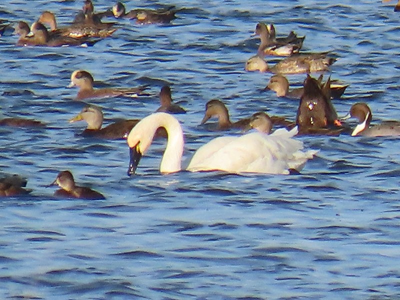 Tundra Swan - ML644875599
