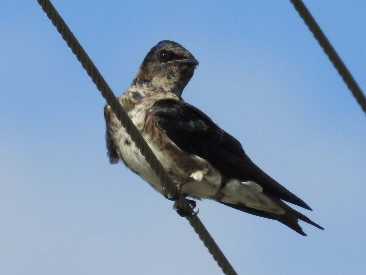 Purple Martin - ML644875600